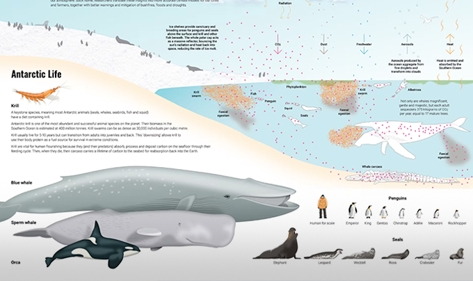 Infographic of antarctic life